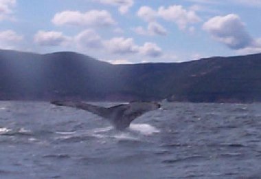 Humpback Whale Tail in Pleasant Bay, NS