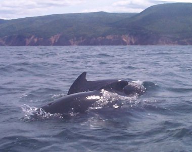 Pilot Whales in Pleasant Bay, NS